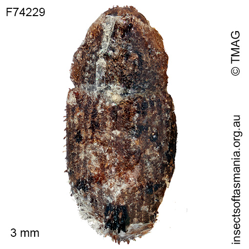 Cryptorhynchini-unplaced-TFIC-sp-25 Cryptorhynchini unplaced TFIC sp 25