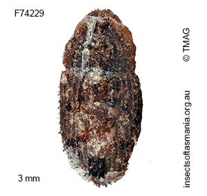 Cryptorhynchini unplaced TFIC sp 25