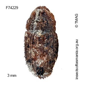 Cryptorhynchini unplaced TFIC sp 25