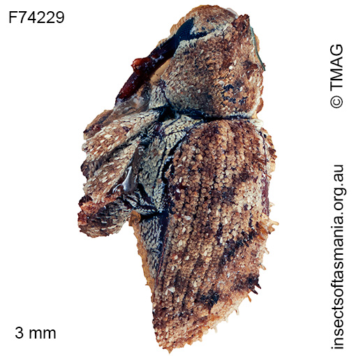Cryptorhynchini-unplaced-TFIC-sp-25_a Cryptorhynchini unplaced TFIC sp 25