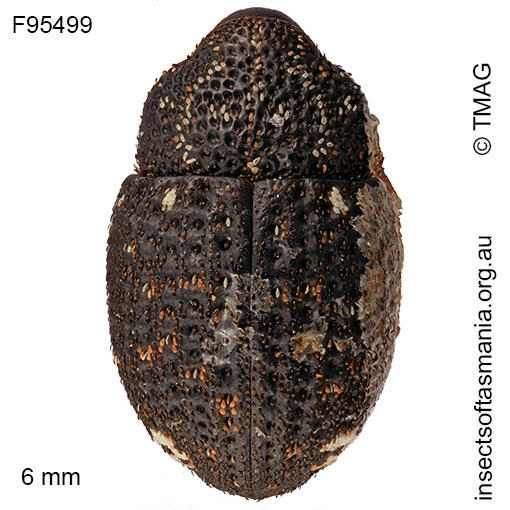 Decilaus perditus