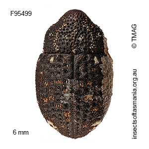 Decilaus perditus