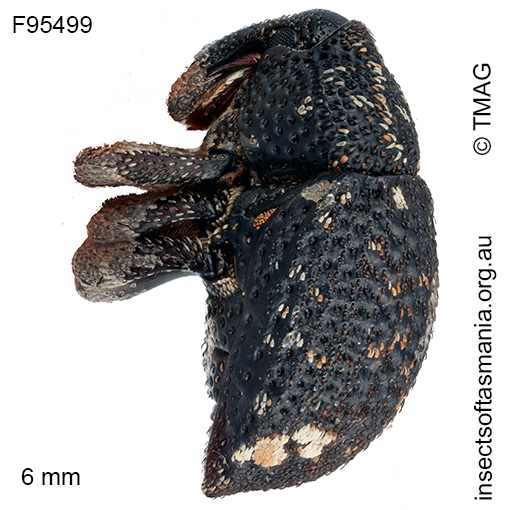 Decilaus perditus