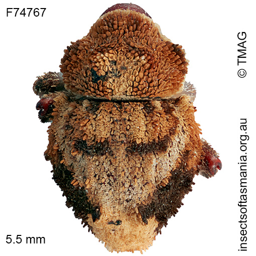 Exithius-TFIC-sp-01_a Exithius TFIC sp 01