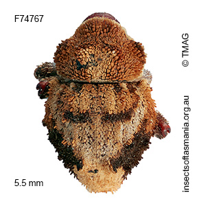 Exithius TFIC sp 01