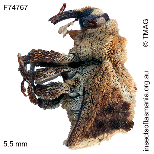 Exithius-TFIC-sp-01_bb Exithius TFIC sp 01