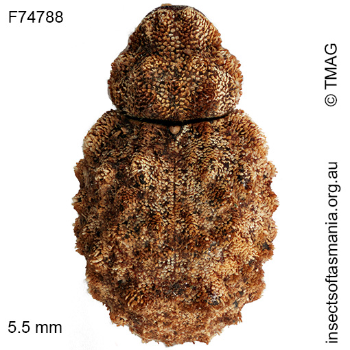 Cryptorhynchini-unplaced-TFIC-sp-07_a Cryptorhynchini unplaced TFIC sp 07