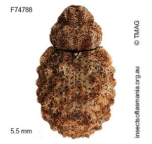Cryptorhynchini BELL gen. n. 03 sp. unplaced