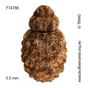Cryptorhynchini BELL gen. n. 03 sp. unplaced
