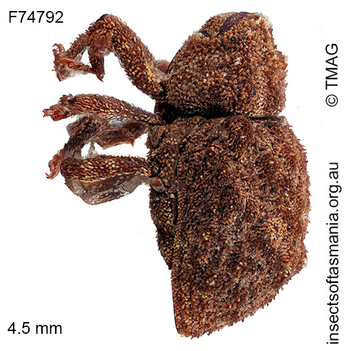 Cryptorhynchini-unplaced-TFIC-sp-07_aa Cryptorhynchini unplaced TFIC sp 07