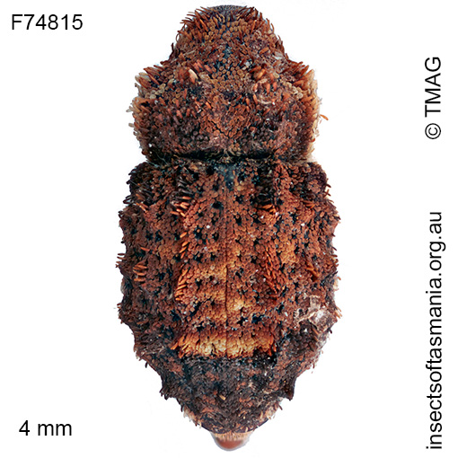Exithius-TFIC-sp-05 Exithius TFIC sp 05