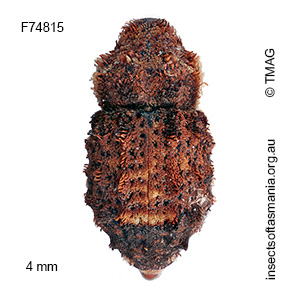 Exithius TFIC sp 05