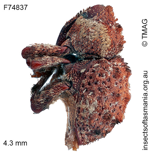 Exithius-TFIC-sp-05a Exithius TFIC sp 05