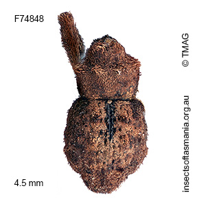 Exithius TFIC sp 15