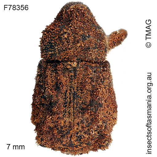 Exithius sp TMAG_F78356