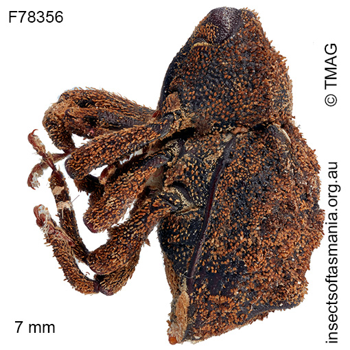 Exithius sp TMAG_F78356