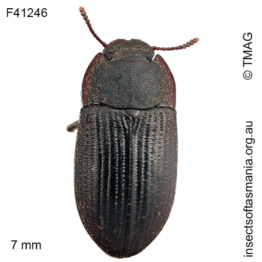 Gonocephalum cf elderi