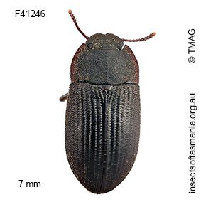 Gonocephalum cf elderi