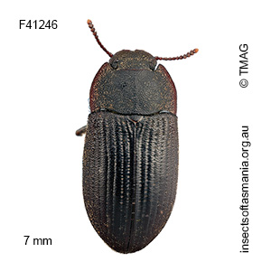 Gonocephalum cf elderi