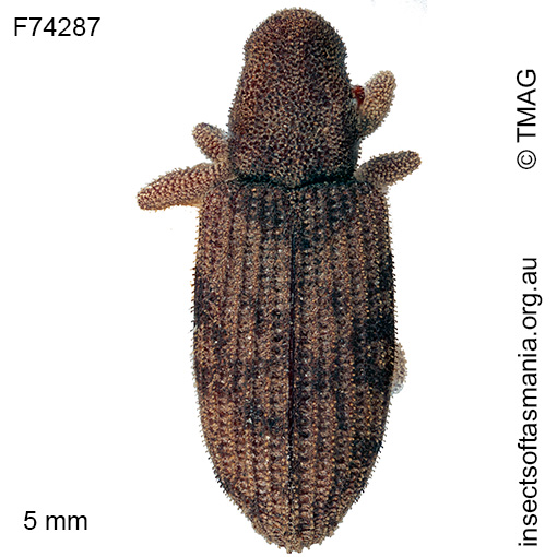 Griffithia anomala