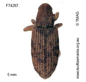Griffithia anomala