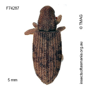 Griffithia anomala