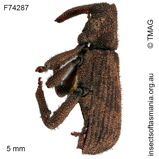 Griffithia anomala
