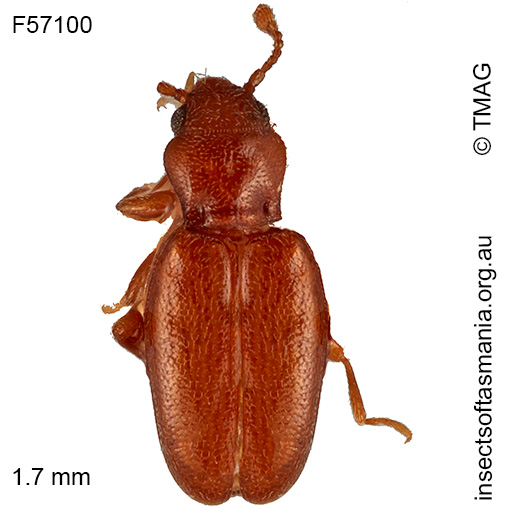 Holoparamecus-cf-depressus Holoparamecus cf depressus