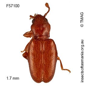 Holoparamecus cf depressus