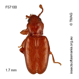 Holoparamecus cf depressus
