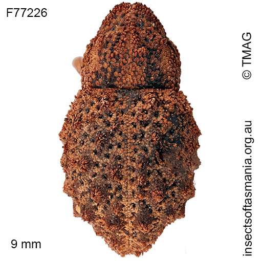 Microporopterus tumulosus