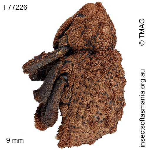 Microporopterus tumulosus