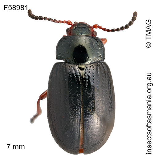 Chalcolampra chalybeata