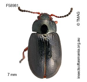Chalcolampra chalybeata