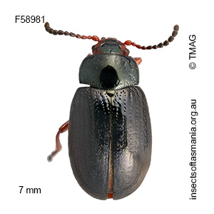 Chalcolampra chalybeata