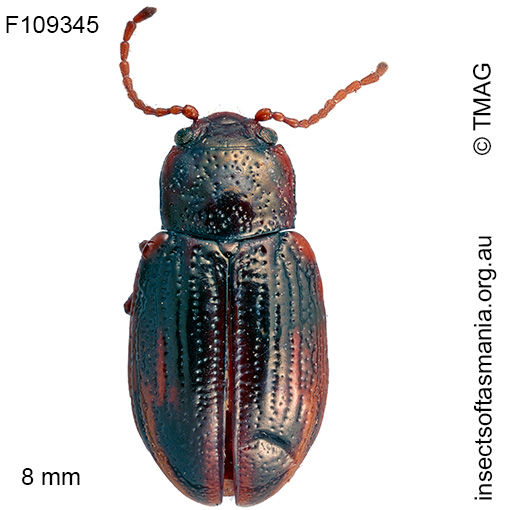 Chalcolampra-constricta Chalcolampra constricta