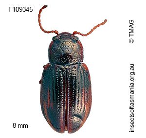 Chalcolampra constricta