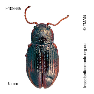 Chalcolampra constricta