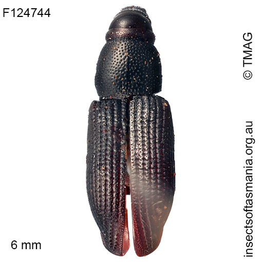 Cossoninae unplaced sp TMAG_F124744