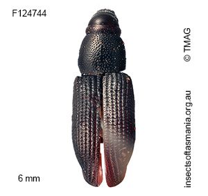 Cossoninae unplaced sp TMAG_F124744