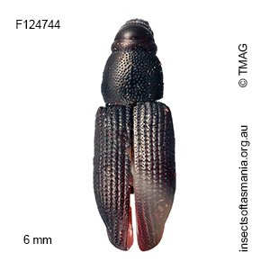 Cossoninae unplaced sp TMAG_F124744