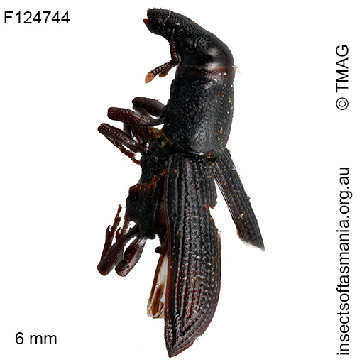 Cossoninae unplaced sp TMAG_F124744