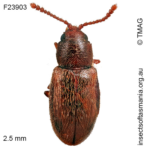Cryptophagidae unplaced sp TMAG_F23903