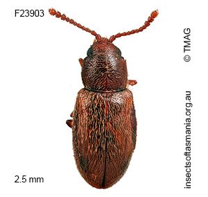 Cryptophagidae unplaced sp TMAG_F2390
