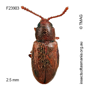 Cryptophagidae unplaced sp TMAG_F2390