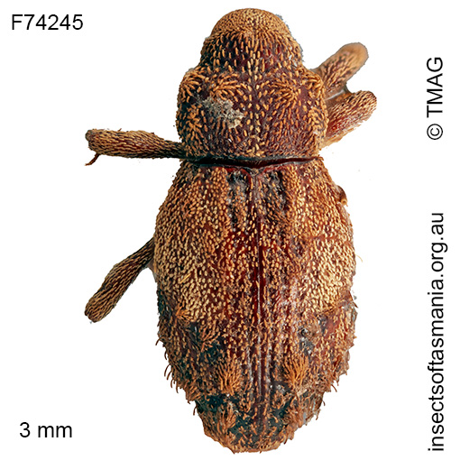Cryptorhynchini unplaced TFIC sp 52