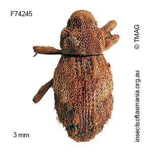 Cryptorhynchini unplaced TFIC sp 52