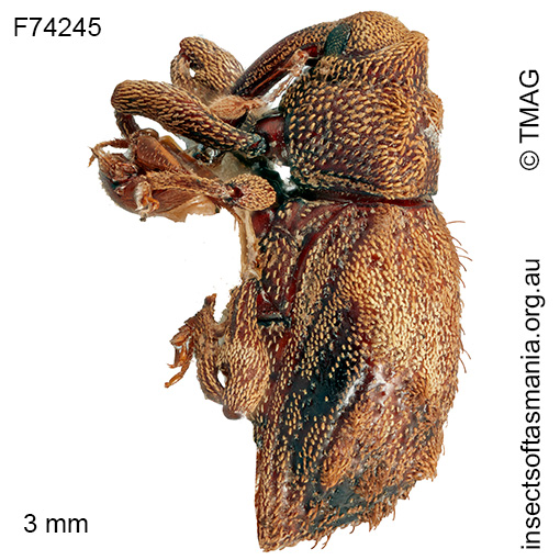 Cryptorhynchini unplaced TFIC sp 52