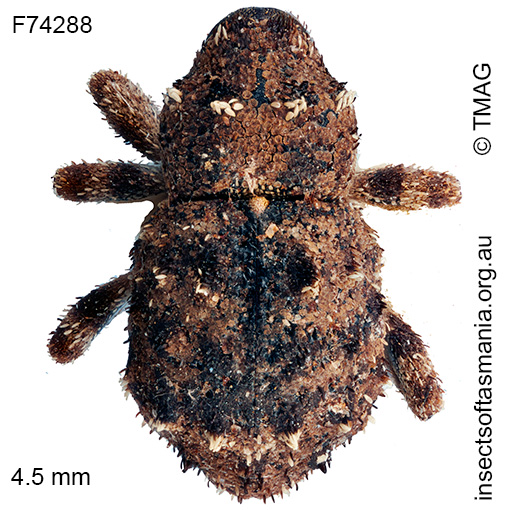 Cryptorhynchini unplaced TFIC sp 69