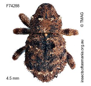 Cryptorhynchini unplaced TFIC sp 69